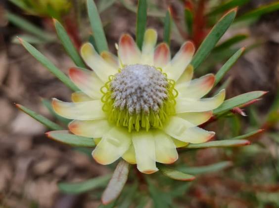 Protea scolymocephala red bract tips